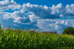IMGP0247_corn_sky_lores