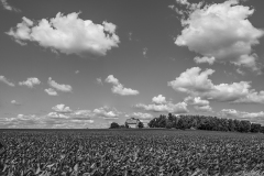 IMG2424_IMG2425_summer_beans_BW_lores