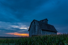 IMG3321_summer_barn_corn_lores