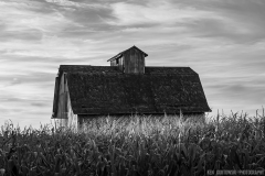 IMG3602_fall_harvest_BW_lores