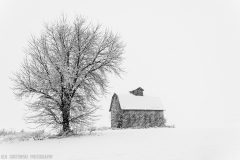 IMG4463_barn_tree_snow_bw_lores
