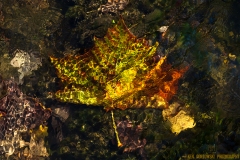 1_IMG3768_leaf_under_water_lores