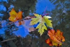 1_IMG_1271_river_leaves_lores
