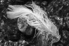 IMG0045_creek_feather_BW_lores