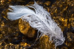 IMG0045_creek_feather_lores
