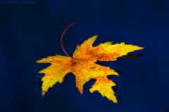 IMG1754_lone_leaf_lores