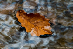IMG3917_creek_leaf_lores