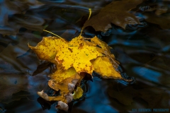 IMG3922_creek_leaf_lores