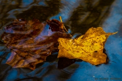 IMG3927_creek_leaf_lores