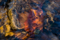 IMG3996_creek_leaves_lores