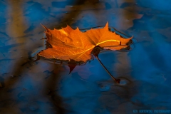 IMG4147_water_leaf_details_lores