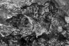 IMG5344_ice_leaf_riffles_BW_lores