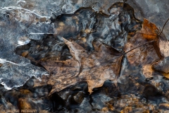 IMG5344_ice_leaf_riffles_lores