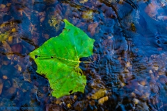IMG5887_green_creek_leaf_lores