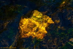IMG6232_creek_leaf_lores