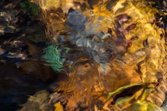 IMG6823_abstract_creek_leaf_lores