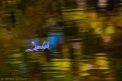 IMG6954_loner_lores