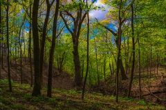 IMG1373_dayton_bluffs_ravine_V2_lores