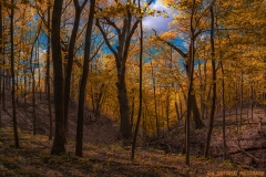 IMG1373_dayton_bluffs_ravine_V3_lores
