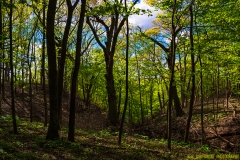 IMG1373_dayton_bluffs_ravine_lores