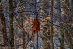 IMG2816_winter_oak_leaves_lores