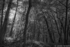 IMG4151_magical_woods_BW_lores
