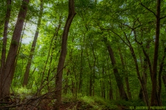 IMG4151_magical_woods_V2_lores