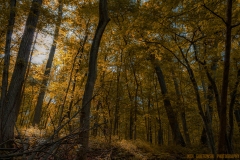 IMG4151_magical_woods_V3_lores