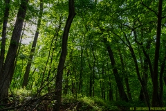 IMG4151_magical_woods_lores