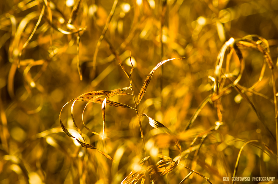A Field Full of Gold