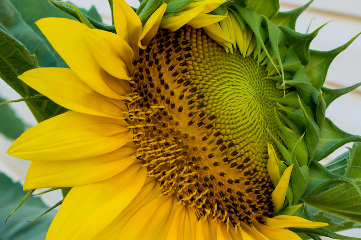 A Sunflower Strip Tease